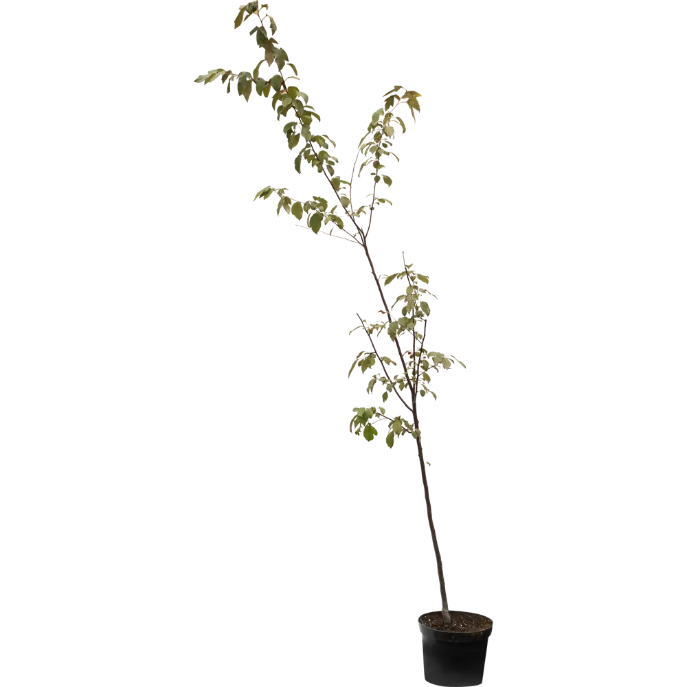 Яблоня декоративная «Хелена» - саженец в горшке 5 л 82219513 Santreyd STLM-0966363