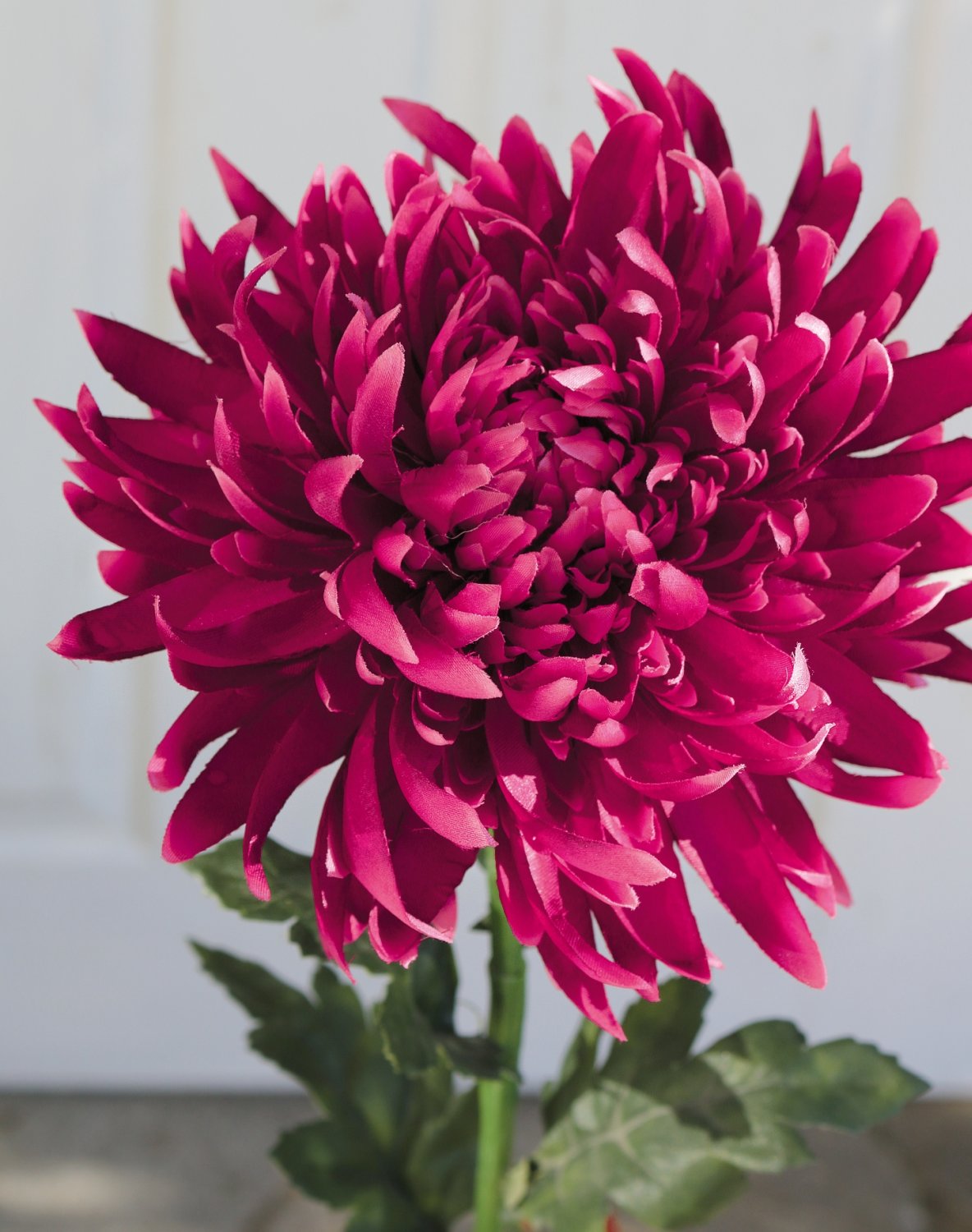 3411 299 a3 Пластиковая хризантема, 62 см, антично-темно-фиолетовый H-andreas  - Вид №5