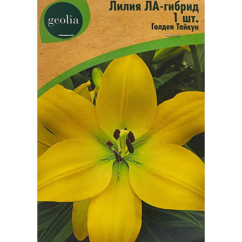 Лилия ла-гибрид Голден Тайкун 86408630 STLM-2144458 Santreyd 