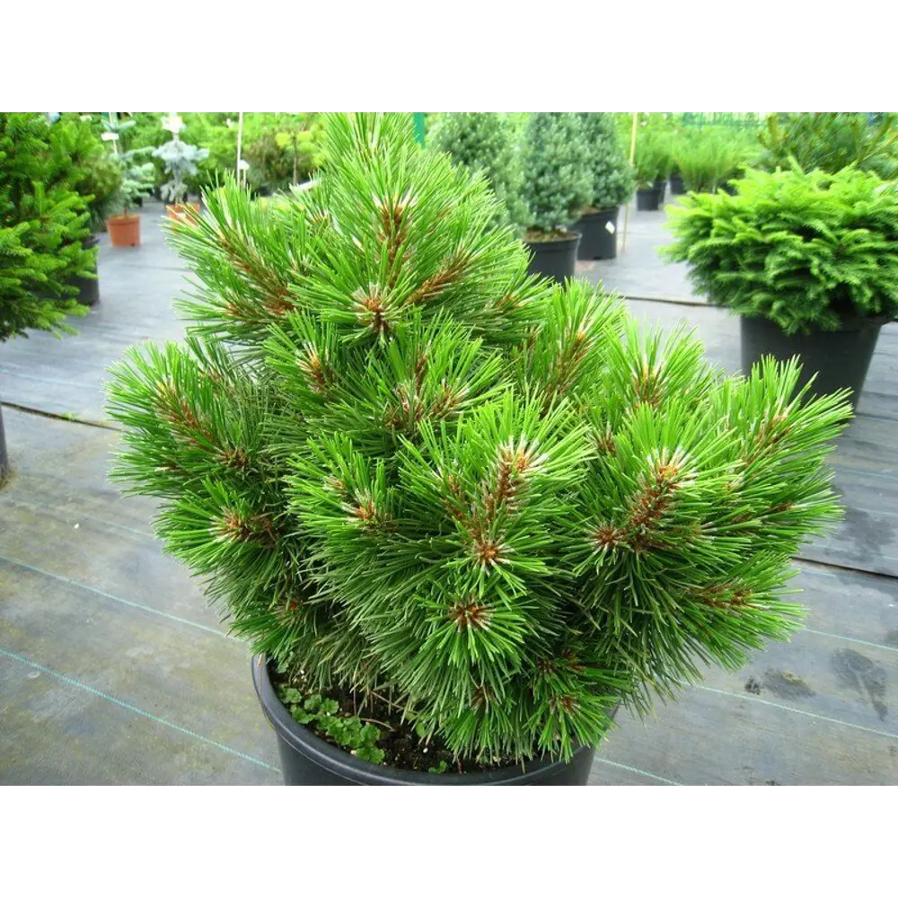 Сосна чёрная Нана ø22 h55 см 84834185 STLM-2161912 PLANTMARKET 