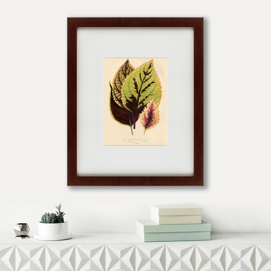 Картина в раме 52х42 см Les plantes a feuillage color, 1869 КАРТИНЫ В КВАРТИРУ  135658 Зеленый;коричневый  - Вид №1