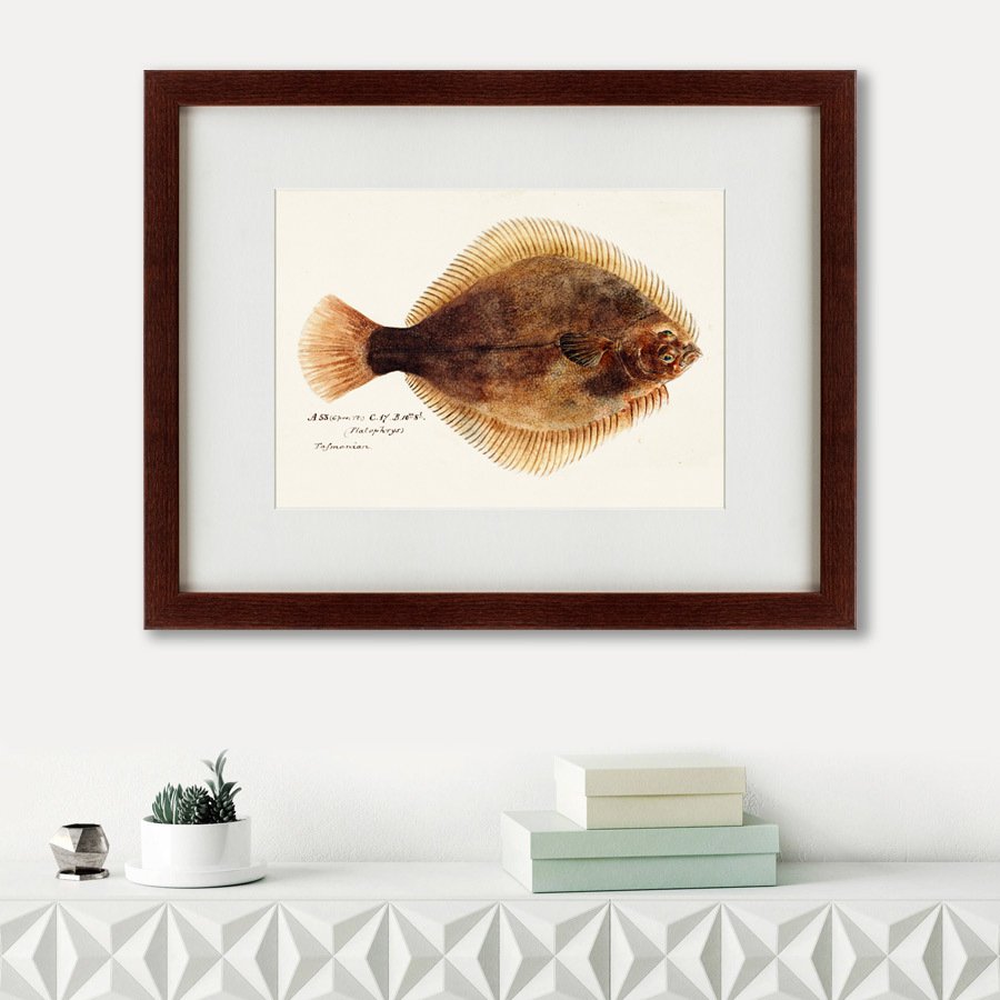 Литография на тонированной бумаге 47х60 см Southern Pacific fish illustration, 1850 КАРТИНЫ В КВАРТИРУ  135741 Бежевый;белый;черный;разноцветный  - Вид №1