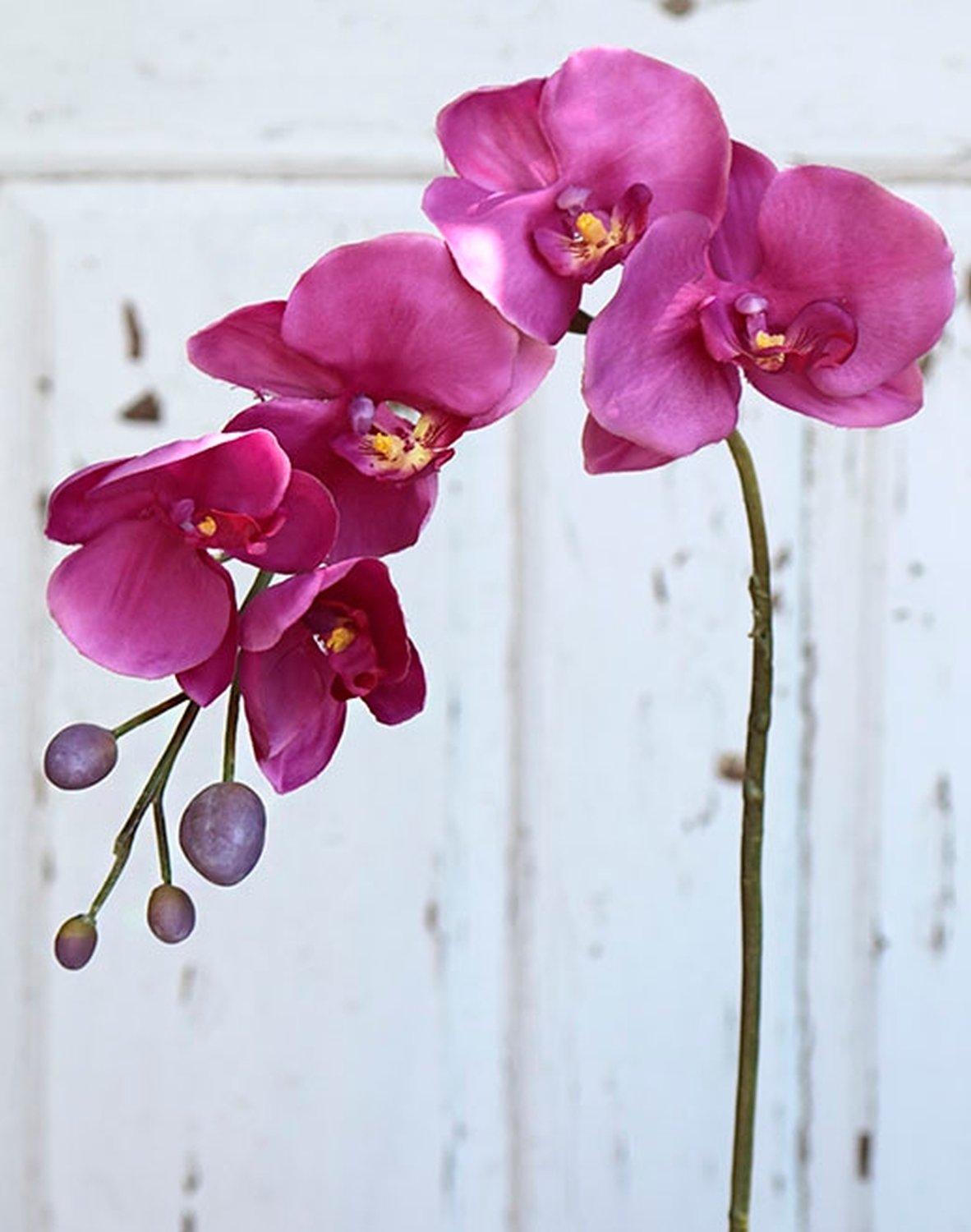 2368 420 a2 Орхидея фаленопсис шелк, 75 см, вишня H-andreas  - Вид №1