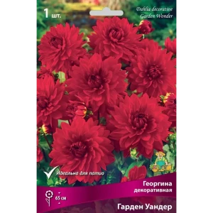 Георгина декоративная Гарден Уандер луковица I 83593760 STLM-2104707