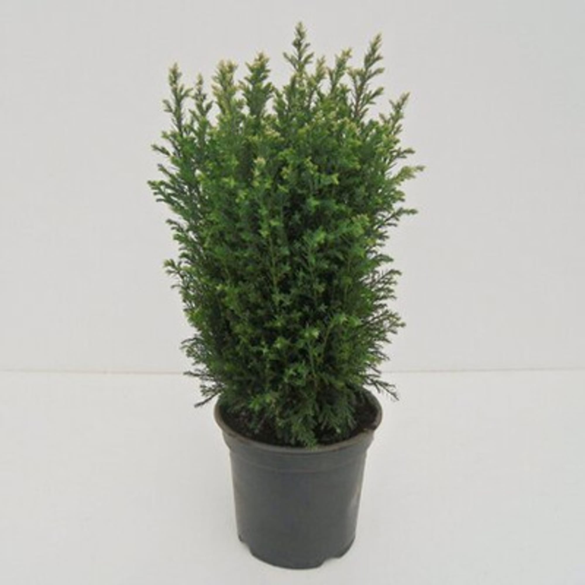 82176392 Кипарисовик Лавсона «Сноу Вайт» 7 л 40-50 см Santreyd 