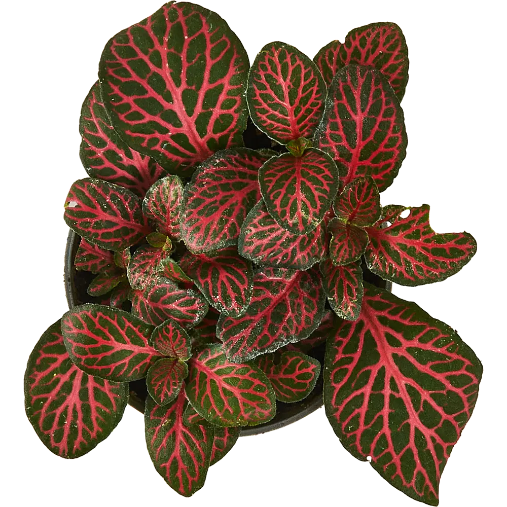 Santreyd Фиттония микс — декоративное растение с серебристыми узорами 87819630 STLM-0075867 - Вид №3