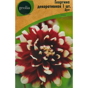 Георгина Geolia декоративная Дуэт 86408562 STLM-2022976