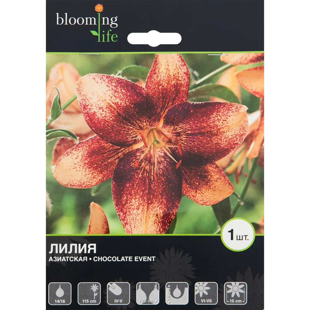 Лилия азиатская «Чоколат Эвент» 82539368 STLM-2056865 BLOOMING LIFE 