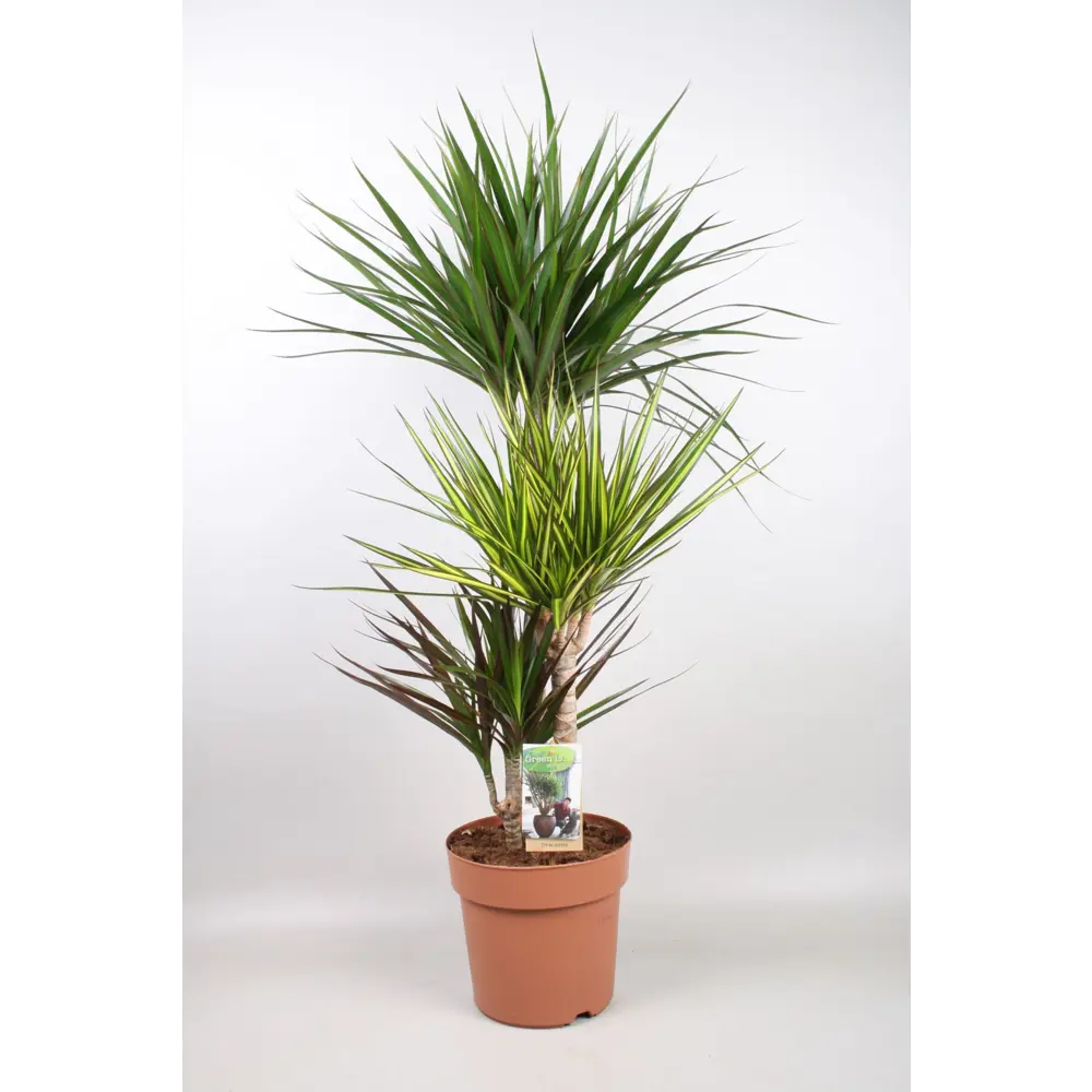 Драцена Карнавал Санрей Марг Маг ø21 h110 см - комнатное растение для озеленения 89400439 Santreyd STLM-1439066