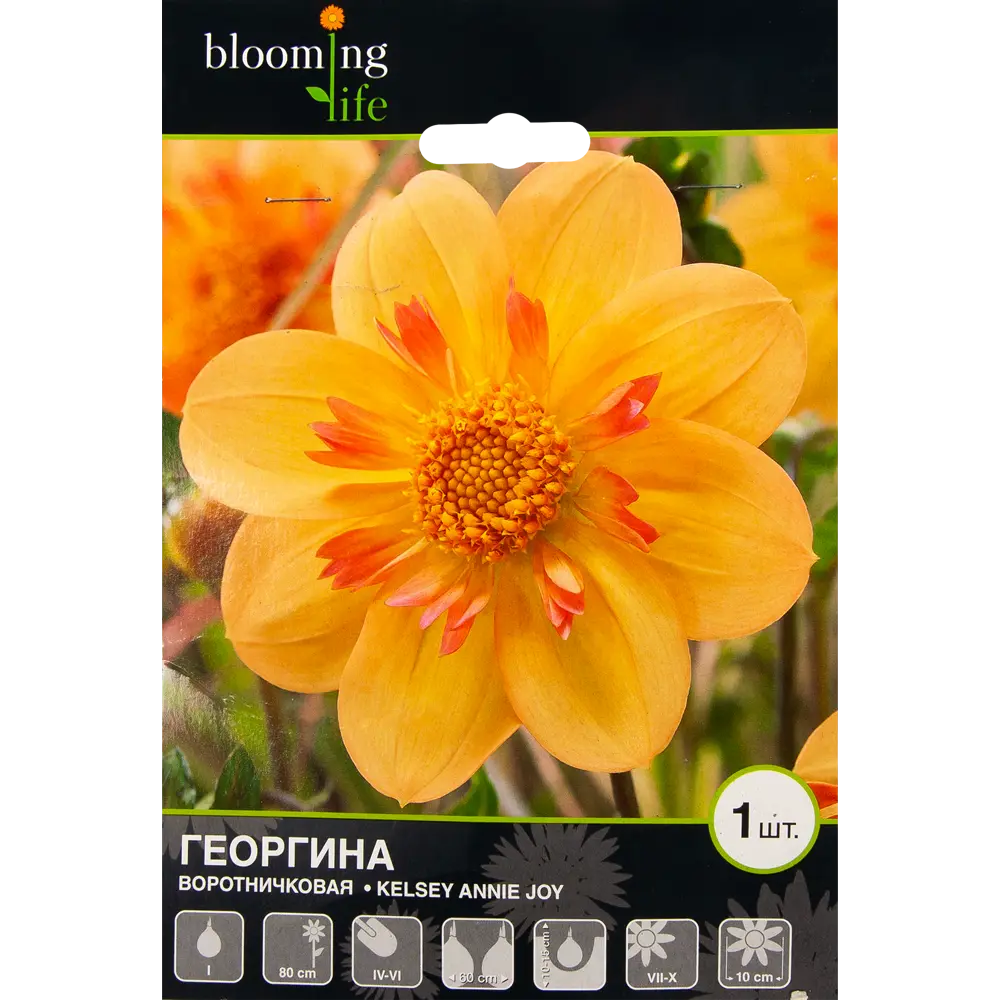 Георгина Келси Энни Джой 1 шт. 83628424 STLM-2034846 BLOOMING LIFE  - Вид №1