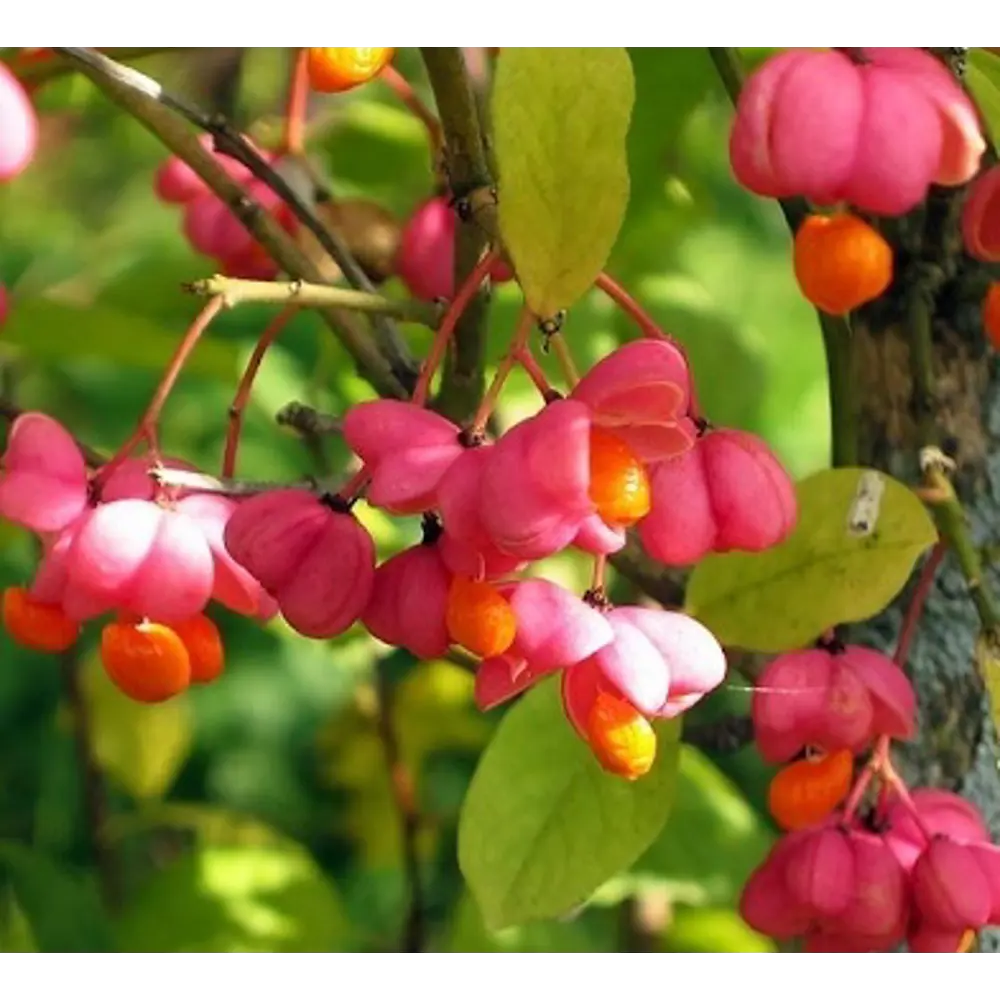Бересклет европейский 15x40 см 82595238 STLM-2170589 Santreyd  - Вид №3