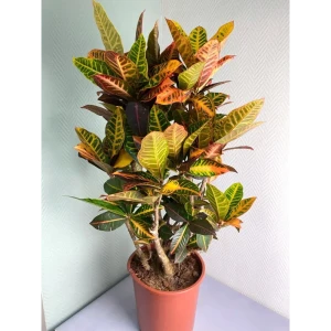 Кодиеум Вариегатум Santreyd ø25 h70 см - яркий акцент для интерьера 89399312