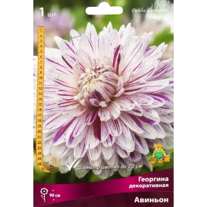 Георгина декоративная Авиньон луковица I 83593729 STLM-2188811