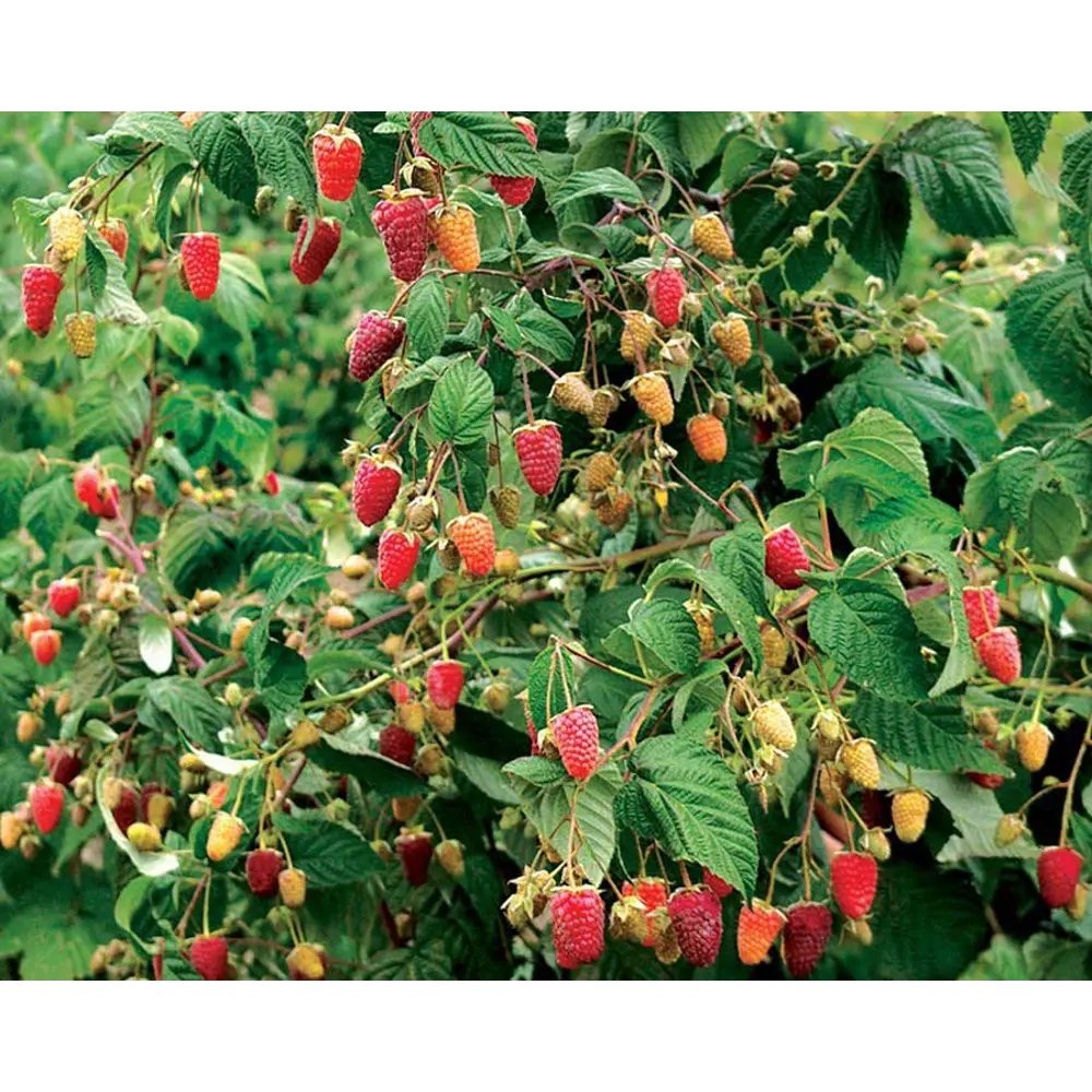 Малина обыкновенная Сказка ø15 h45 см PLANTMARKET STLM-2136931