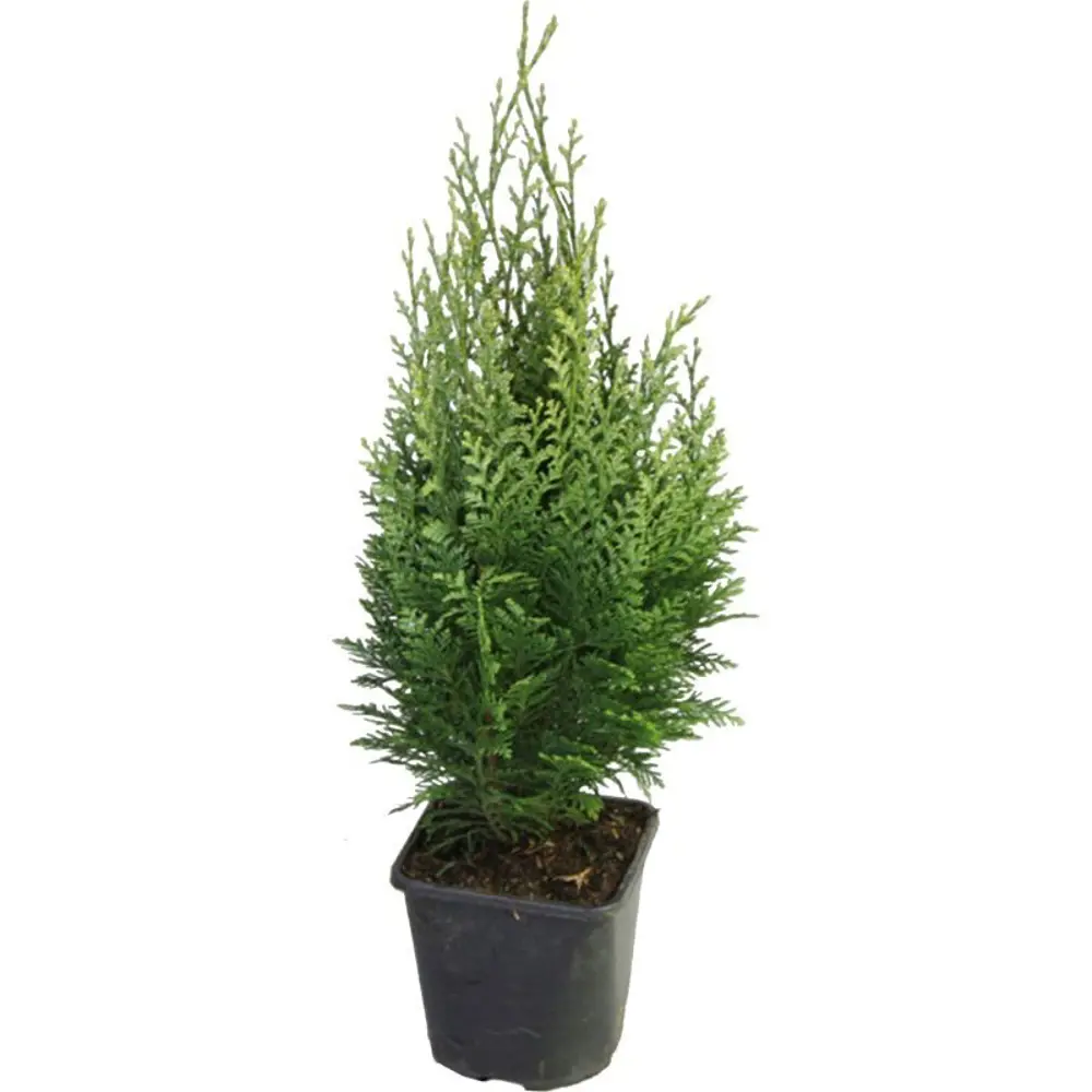 Кипарисовик Лавсона Элвудс Эмпайр ø17 h50 - 55 см 87691137 STLM-2161454 PLANTMARKET 