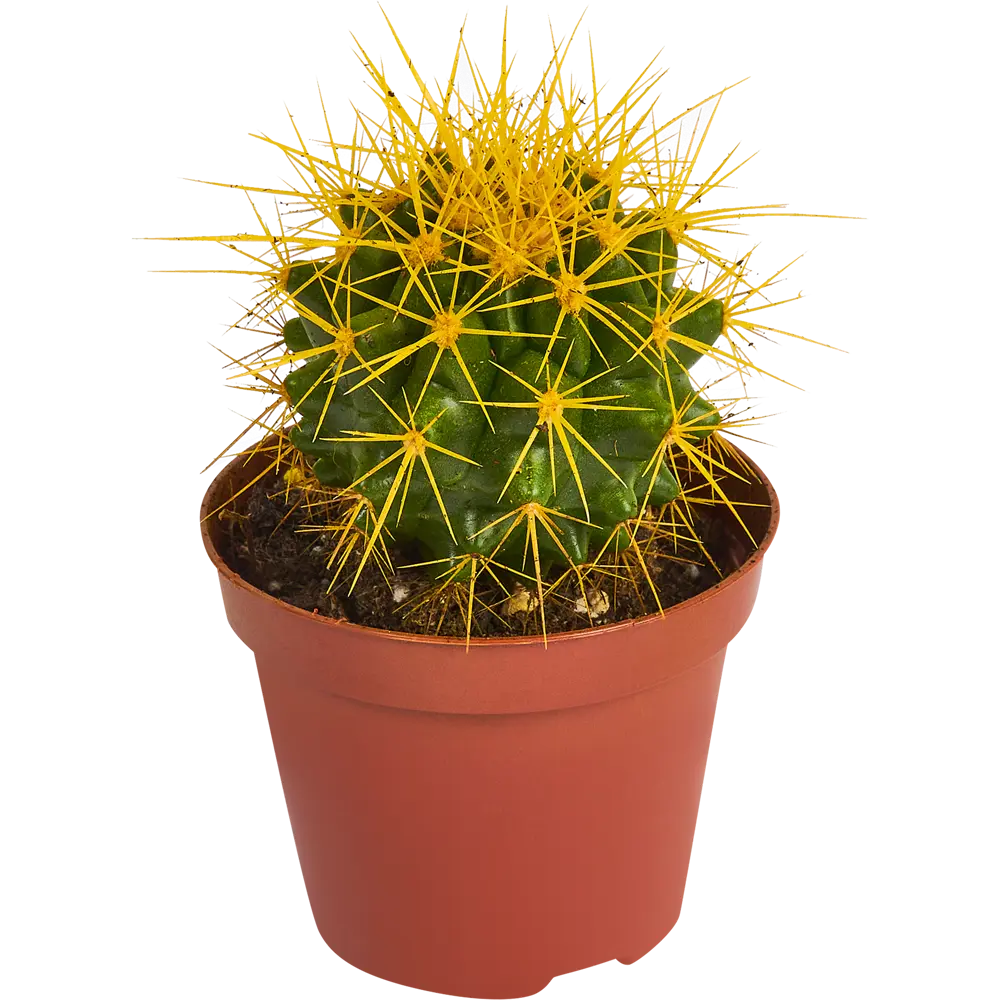 Santreyd Эхинокактус Грузони Радуга - живой шар с золотистыми колючками 84450779 STLM-0050228