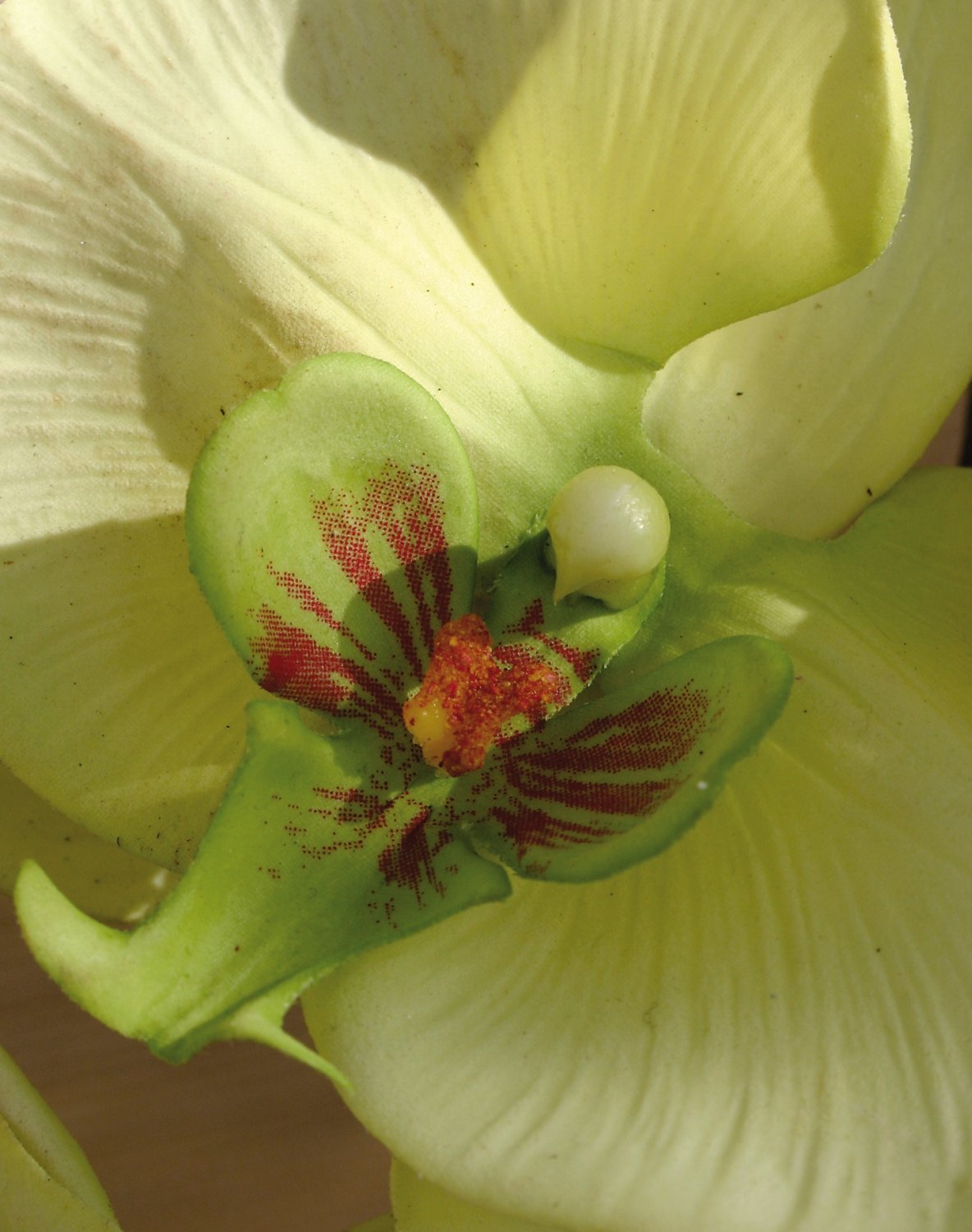 2581 788 a3 Искусственная орхидея Phalaenopsis, 103 см, real touch, бежево-зеленая H-andreas  - Вид №2