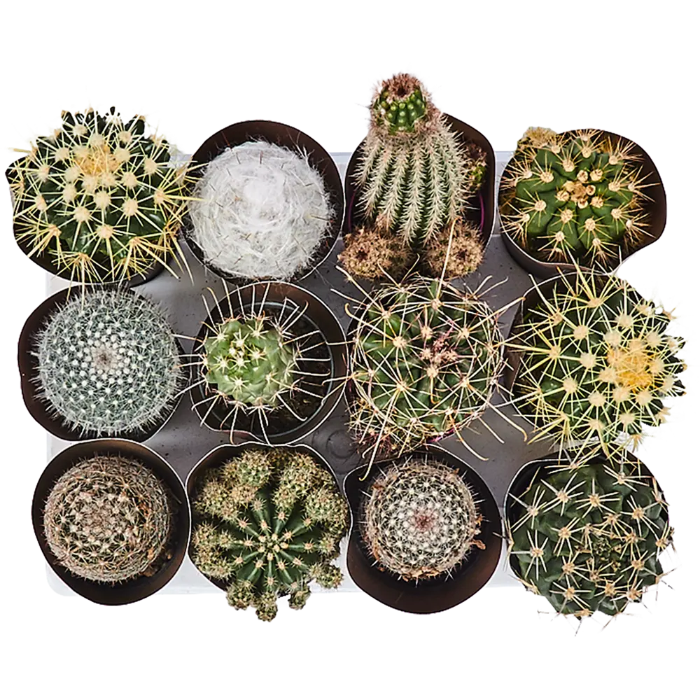 Santreyd Кактус микс - вечнозеленый суккулент для интерьера 82894896 STLM-0037676 - Вид №1