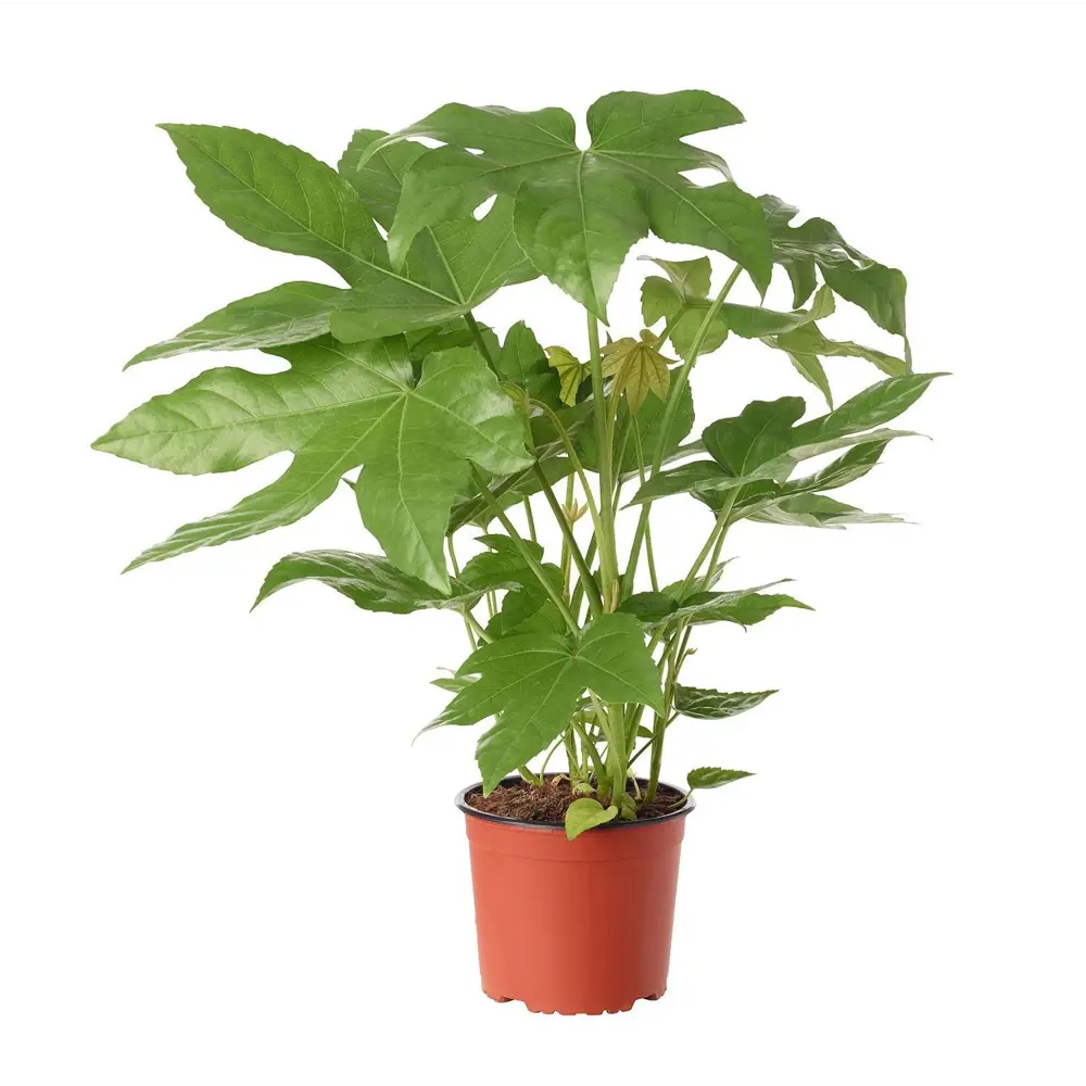 Фатсия японская Santreyd — комнатный каштан с резной листвой 89352942