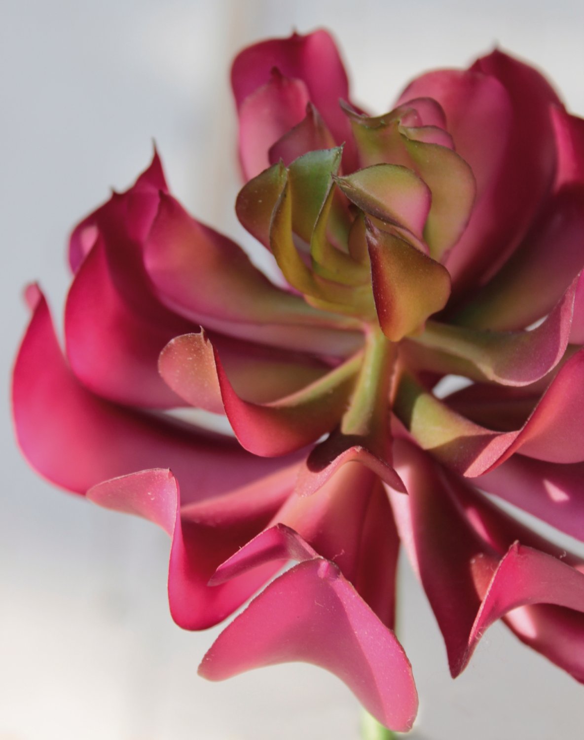 6487 849 a3 Эониум искусственный на палочке, 13 см, Ø 10 см, зелено-бордовый H-andreas 