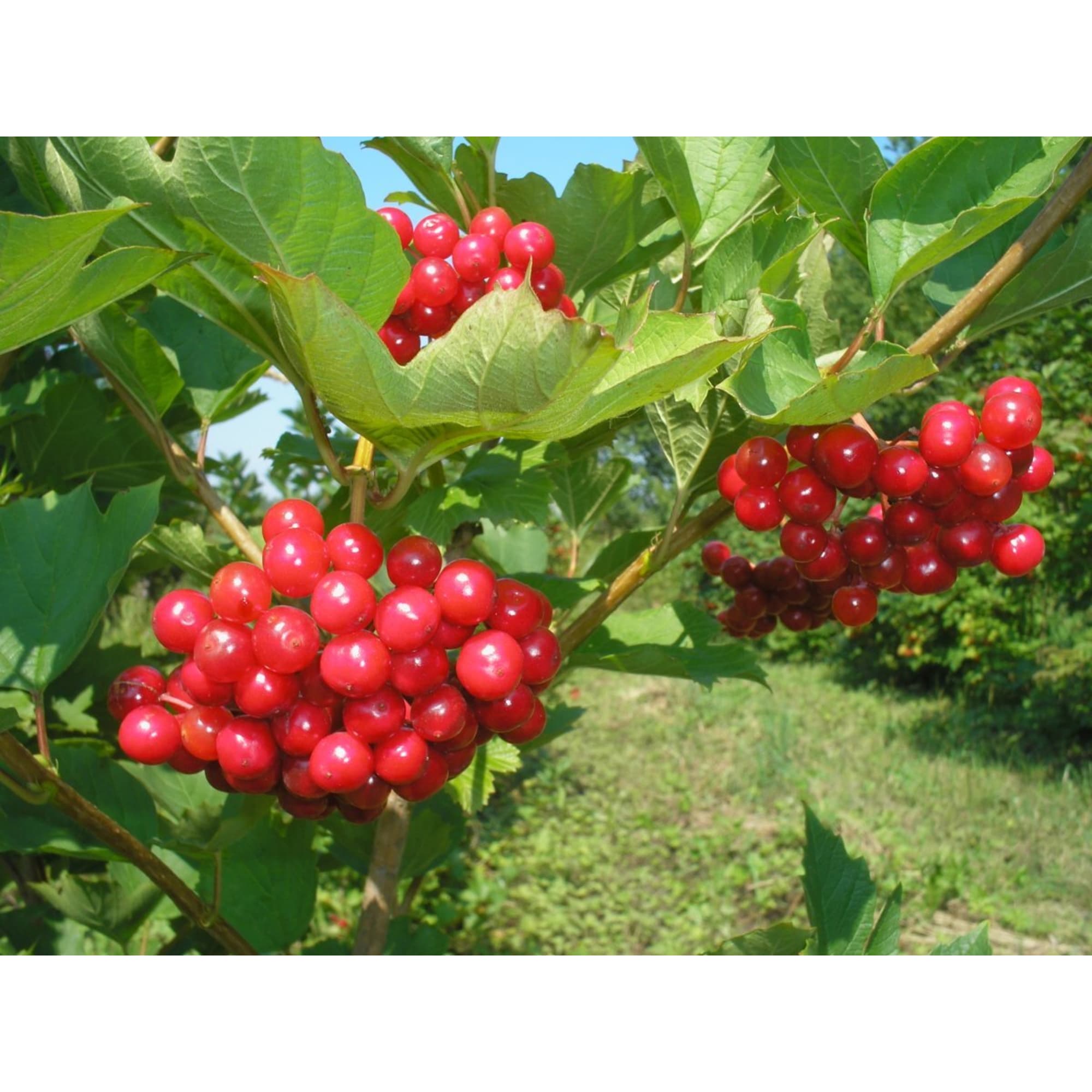 85607980 Калина плодовая Красная Гроздь ø15 h40 см Santreyd 