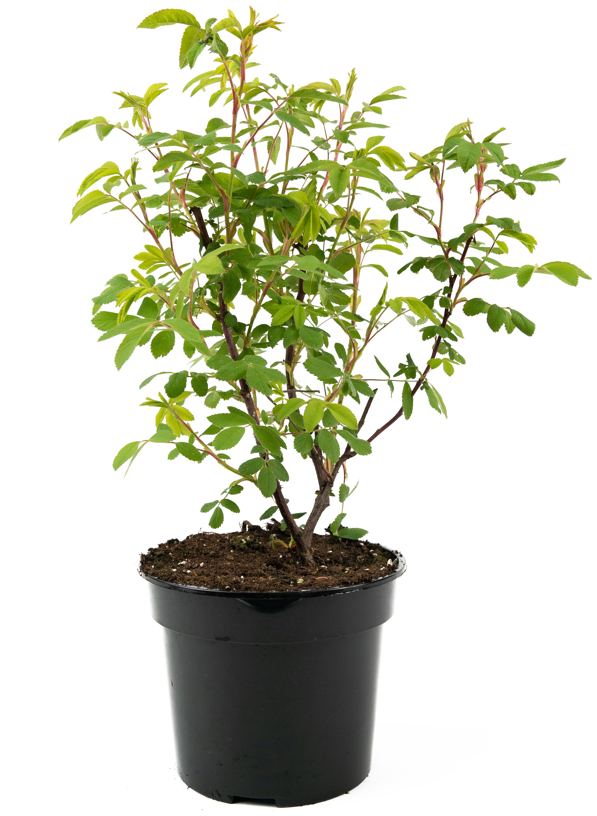 Саженец розы канадской Therese Bugnet 25 см 84841602 Santreyd STLM-0055903 - Вид №1