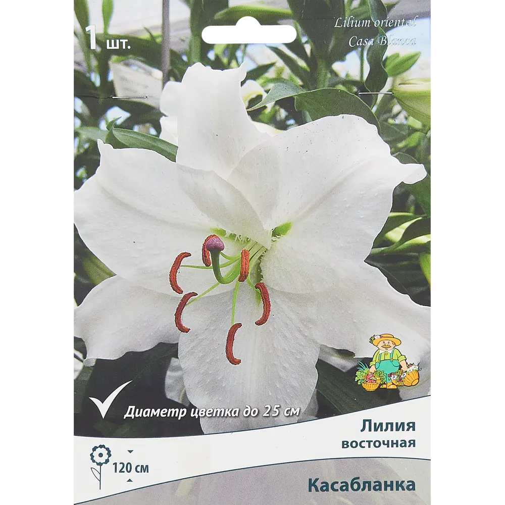 Лилия восточная Касабланка 1 шт. 83588522 STLM-2126083 Santreyd 