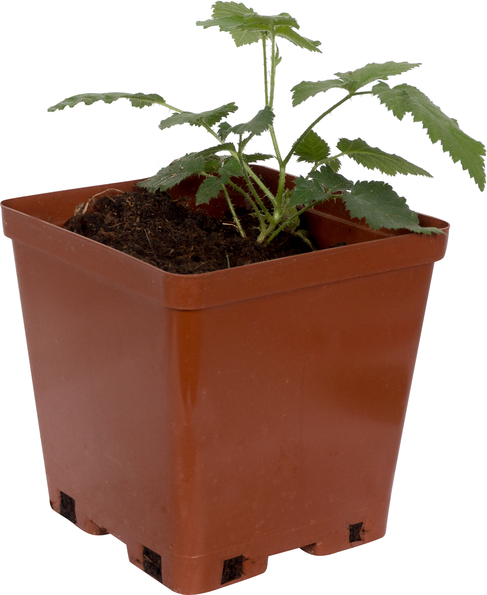 Ежевика садовая С2 высотой 50 см Santreyd 18321304