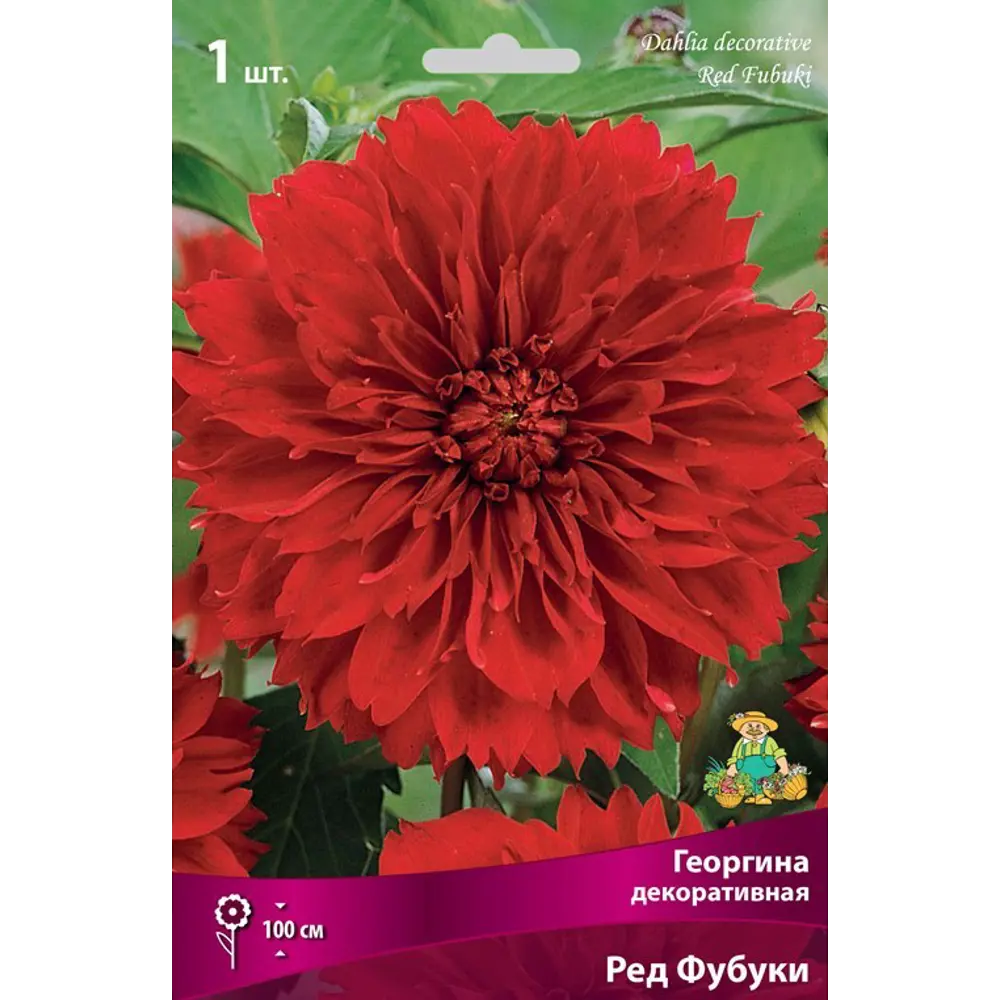 Георгина декоративная Ред Фубуки луковица I 83593821 STLM-2164331 Santreyd 