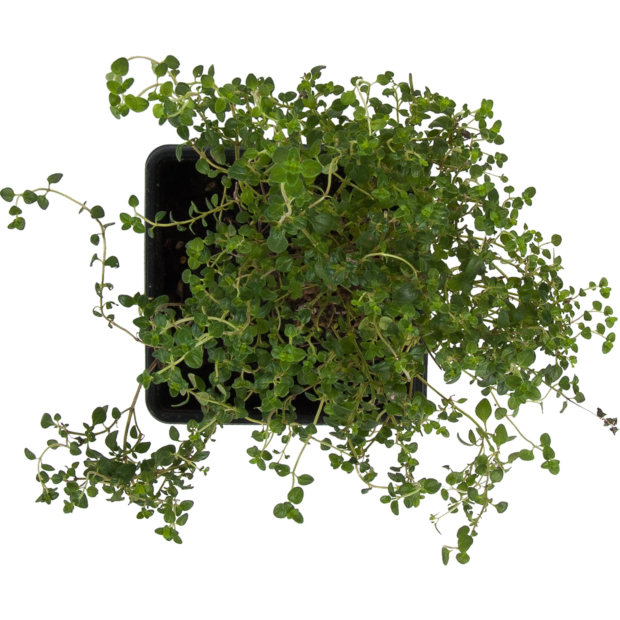 83248601 Тимьян ø9 h15 см Santreyd  - Вид №1