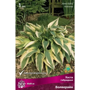 Хоста гибридная «Волверайн», 1 шт. 82118745 STLM-2179174