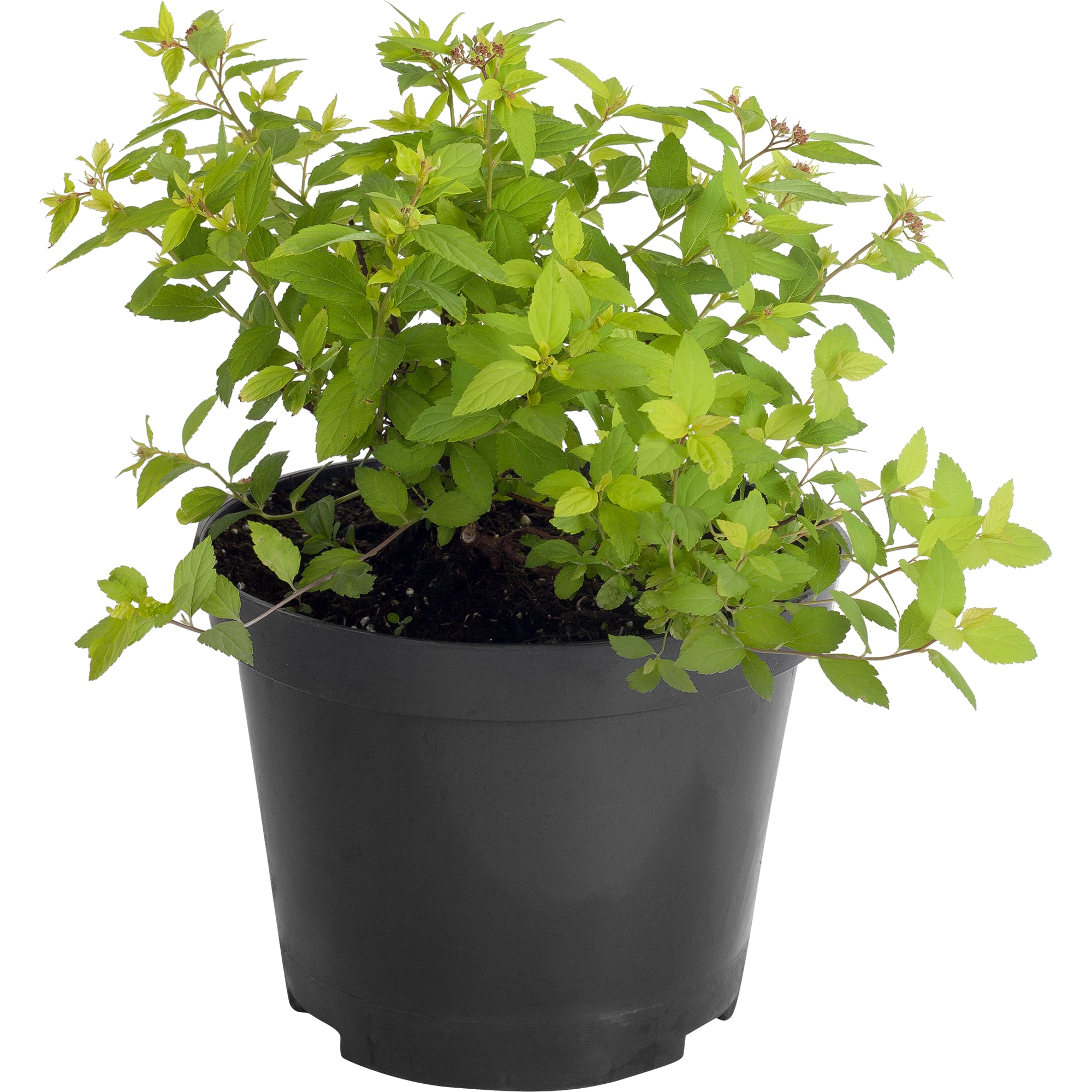 18468736 Спирея японская «Голдмоунд», С3/20-40 см Santreyd 