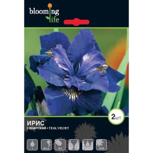 Ирис сибирский «Тил Вельвет» 82539352 STLM-2175756