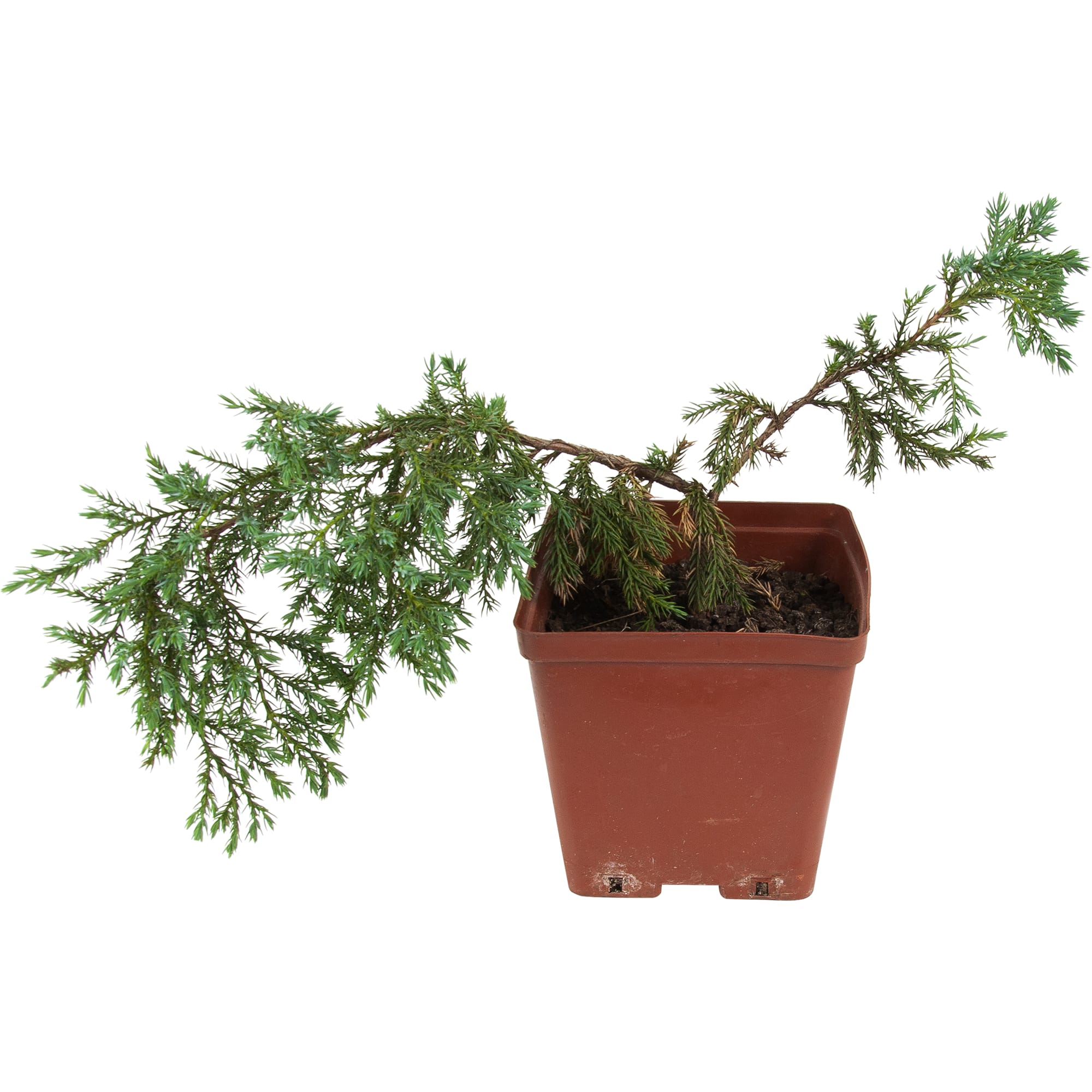 82596781 Можжевельник чешуйчатый «Блю Карпет» 15x30 см Santreyd 