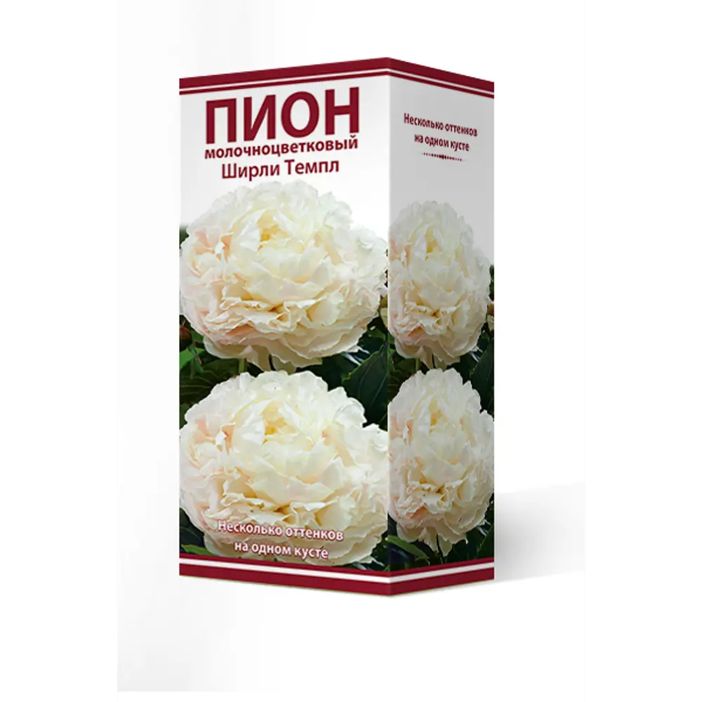 Пион молочноцветковый травянистый «Ширли Темпл» разбор 2-3 82661863 STLM-2014491 Santreyd 
