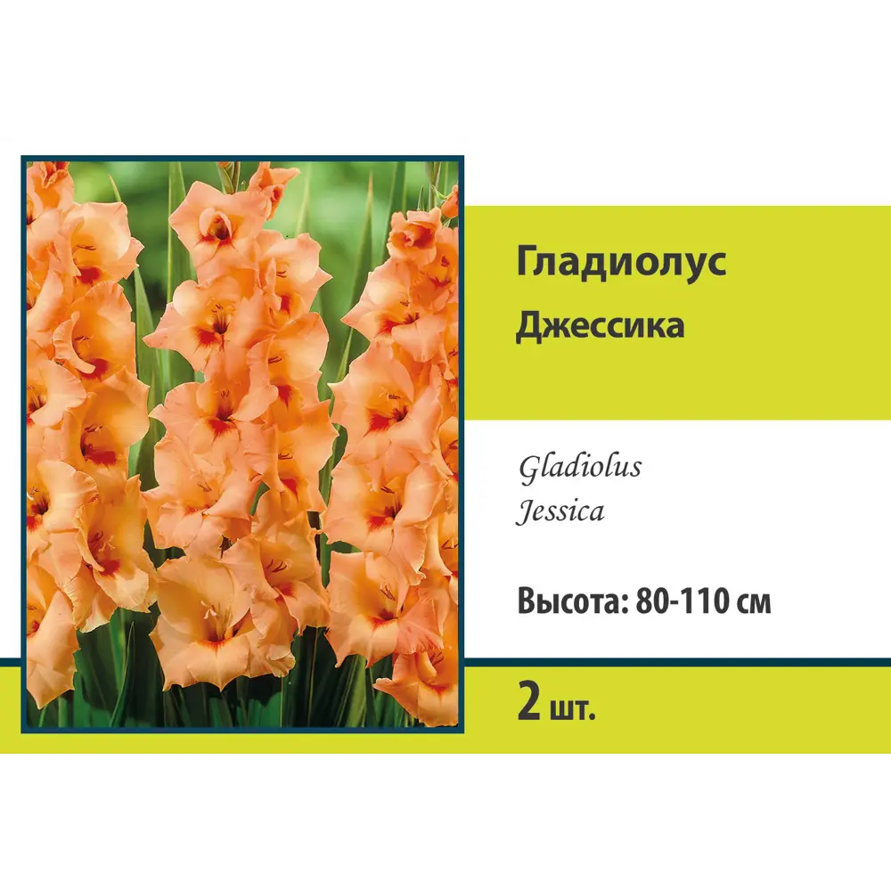 Гладиолус крупноцветковый Джессика, 2 шт 89452215 STLM-2089602 ПОИСК 