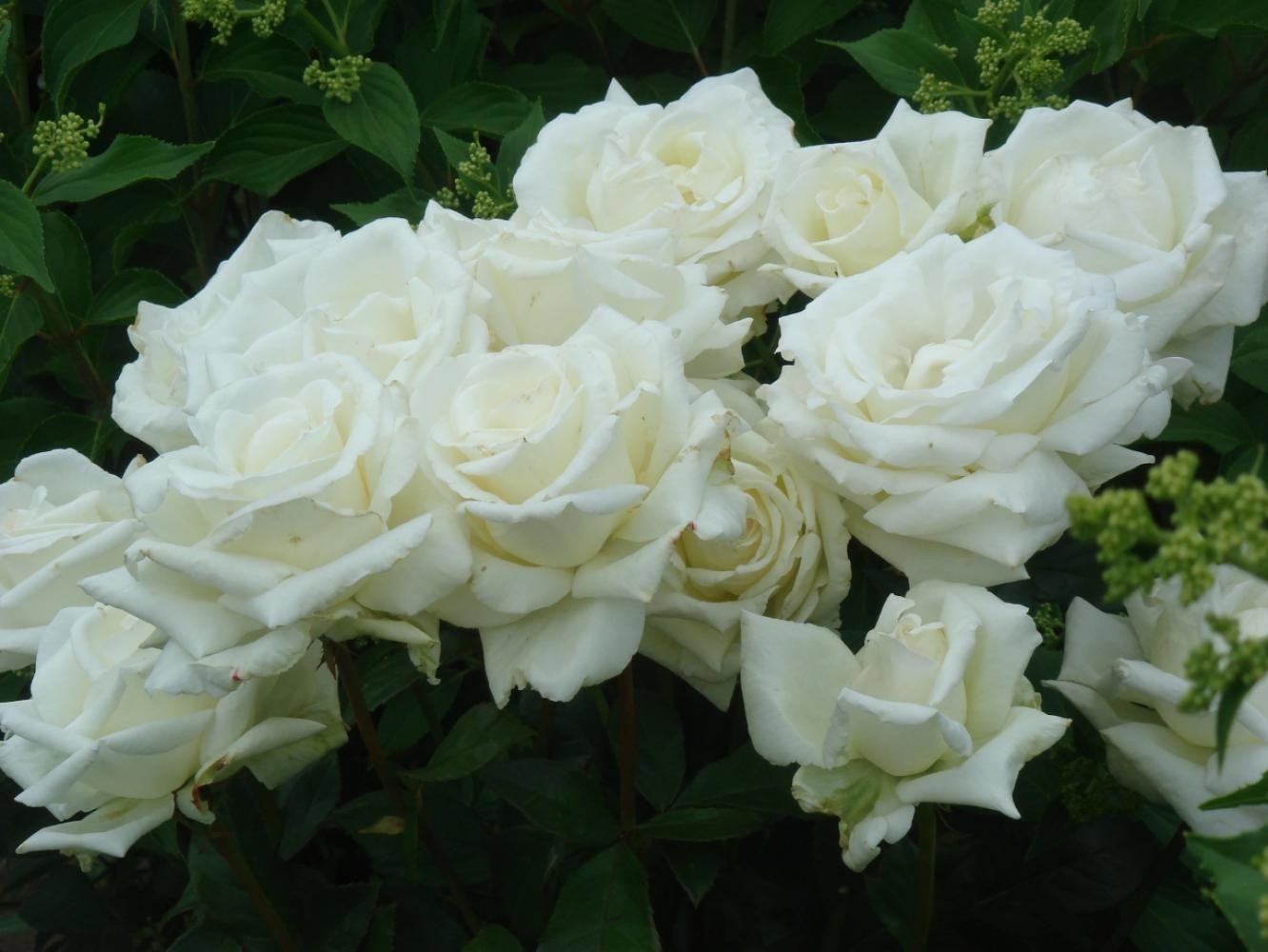 Роза чайно-гибридная Метрополитен - белоснежная красота для сада 84827565 PLANTMARKET STLM-0055701 - Вид №3