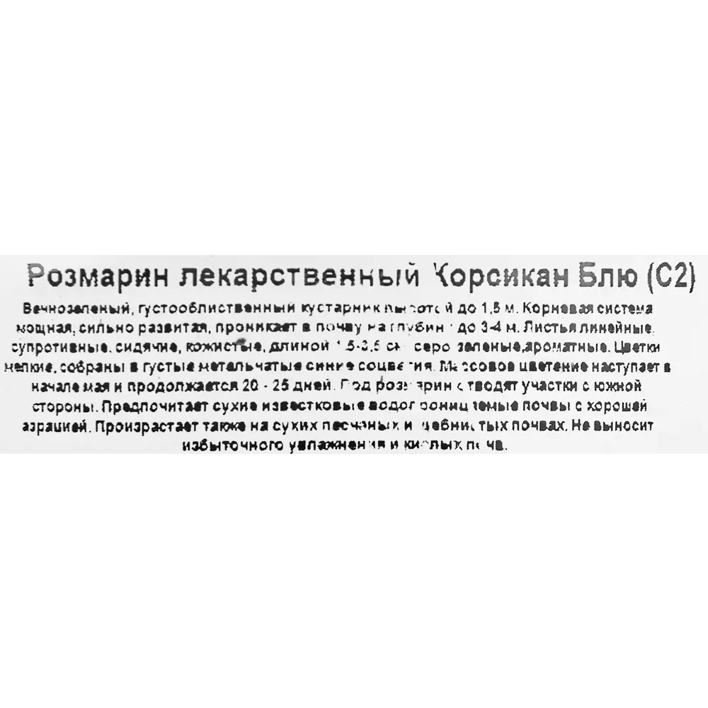 Розмарин лекарственный Корсикан Блю ø17 h20 см 85326945 STLM-2161432 Santreyd  - Вид №1
