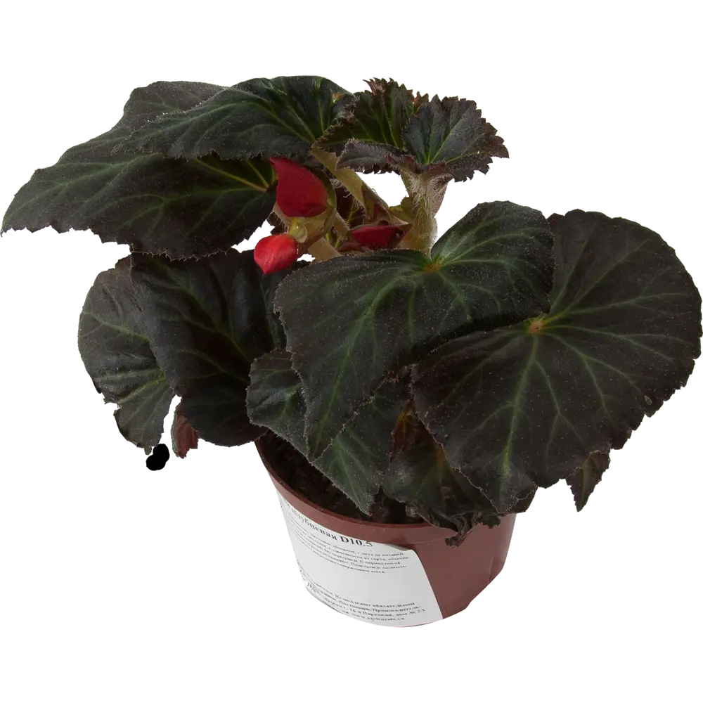 Santreyd Бегония вечнозеленая - компактный многолетник с круглогодичным цветением 82560401 STLM-0029936