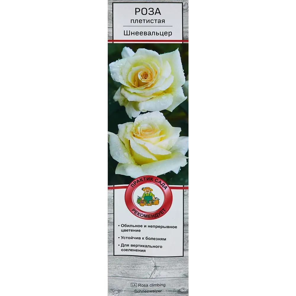 Роза плетистая Шнеевальцер h100 см 86543278 STLM-2211354 Santreyd 