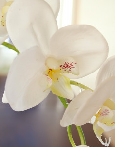9701 778 a3 Пластиковая орхидея Phalaenopsis, горшечная, 56 см, real touch, бежево-белая H-andreas