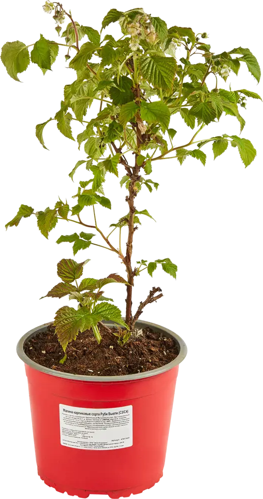 Santreyd Малина Руби Бьюти карликовая ремонтантная для террас и патио 87811899