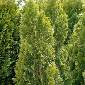 Туя запад Кубанский изумруд h50-80 С10 13579656 STLM-2171787