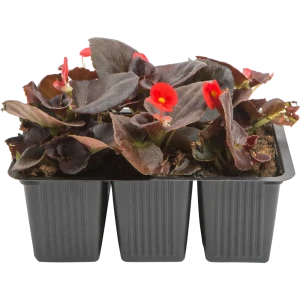 Бегония вечноцветущая Santreyd - пышное цветение с июня до заморозков 82625818