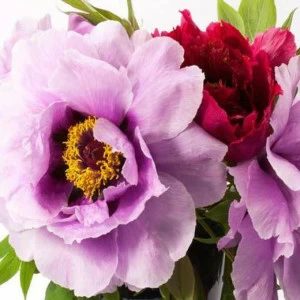 WP01158 Фотообои Verol Фотообои decoline 1х1 м