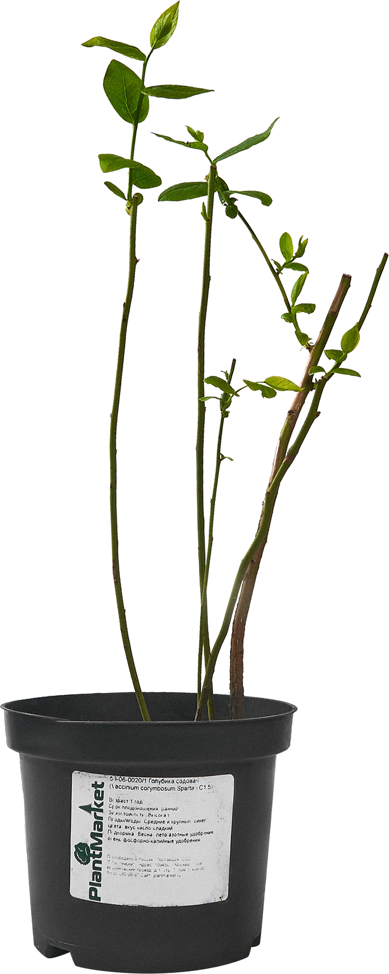 Голубика Спартан — садовая рассада для богатого урожая 84834891