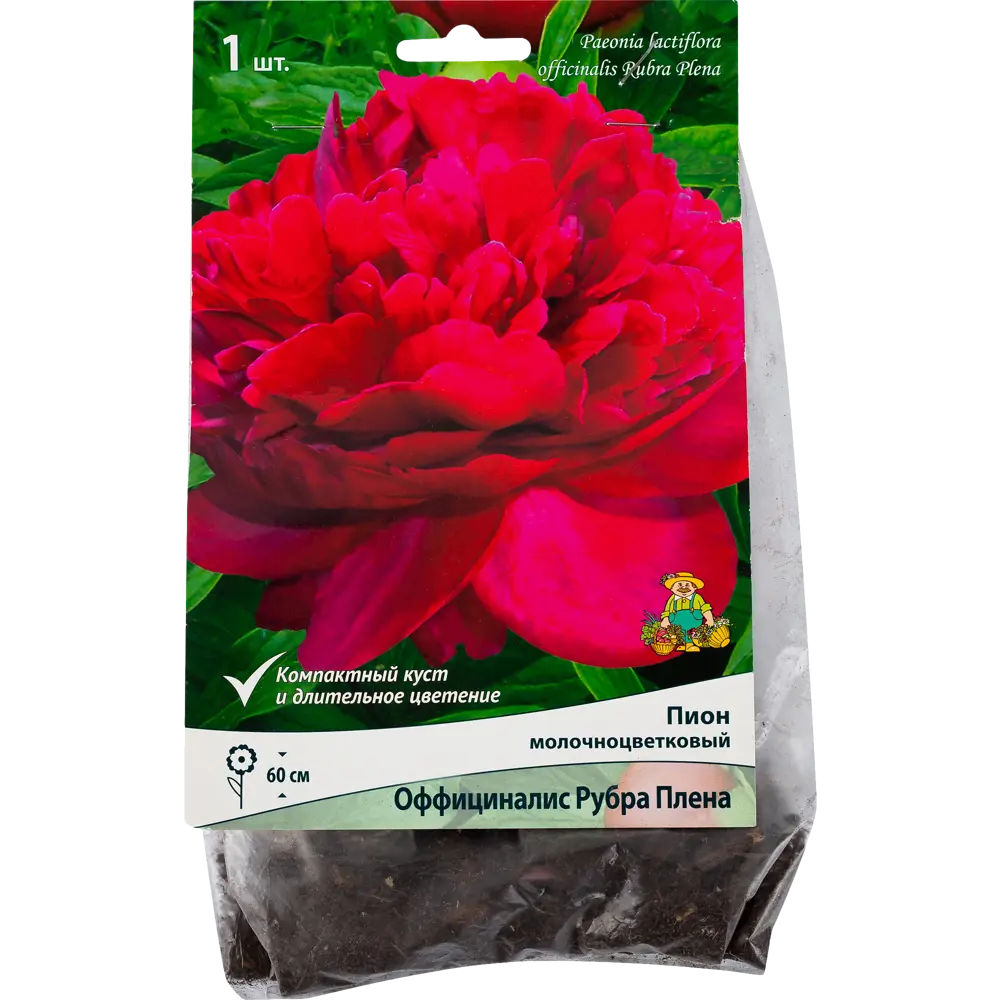 Пион травянистый «Оффициналис Рубра Плена» 81945478 STLM-2125612 Santreyd 