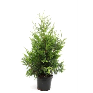 Туя Брабант - хвойное растение для живой изгороди 89439877