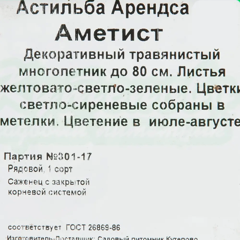 Астильба арендса С1 «Аметист» 81954862 STLM-2206820 Santreyd  - Вид №1