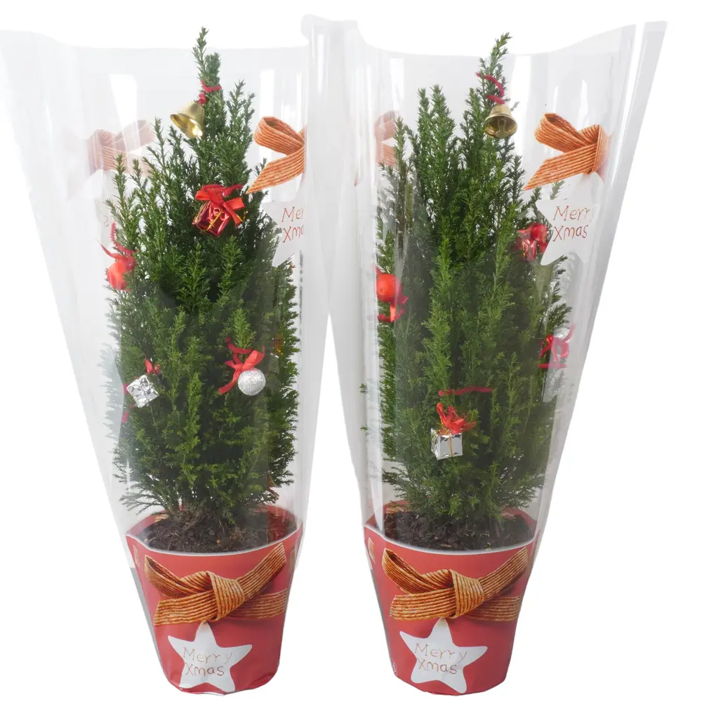 Кипарисовик Элвуда 203 ø13 h50 см 89404485 STLM-2196680 Santreyd 
